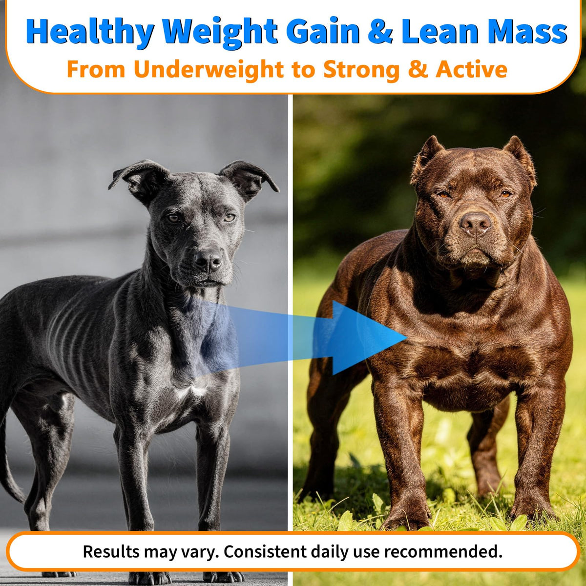 Dog Weight Gainer Soft Chews U636