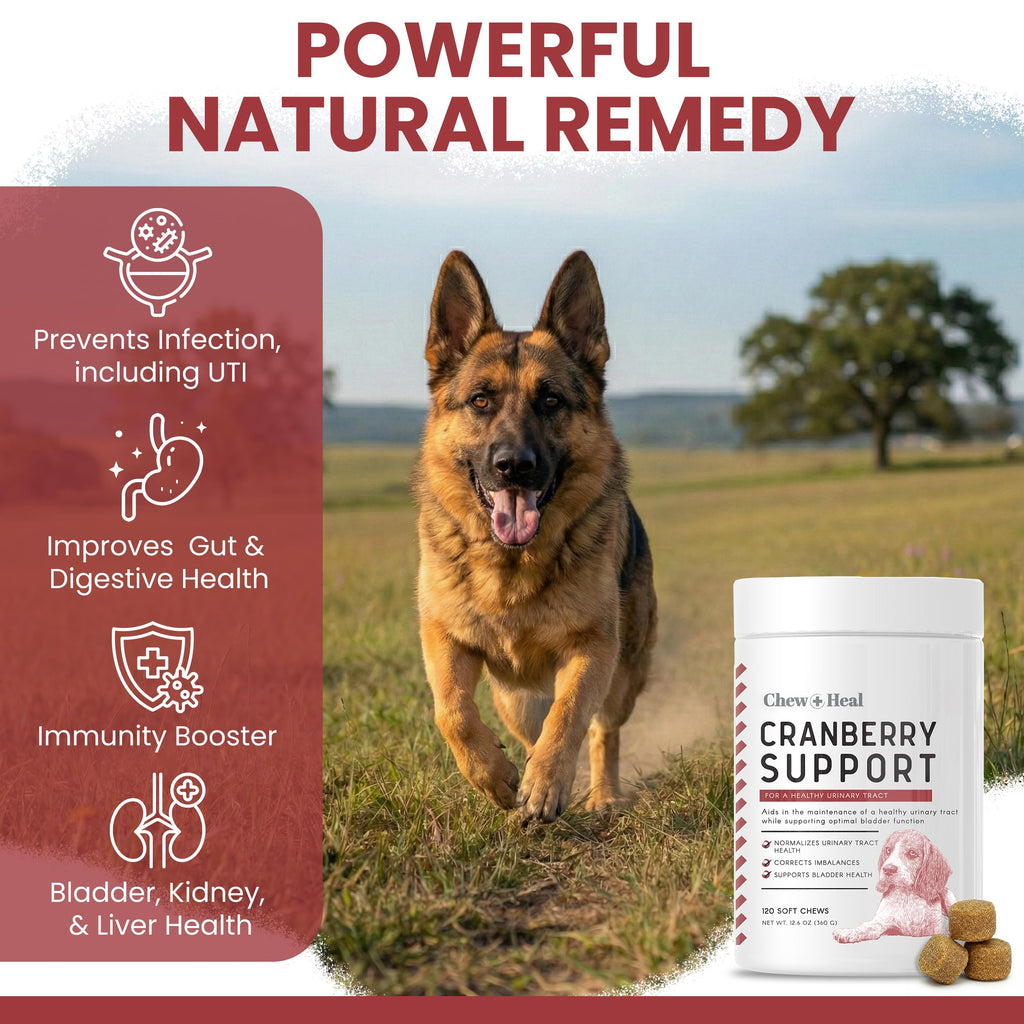 Cranberry Supplement for Dogs, 240 Soft Chews O565656